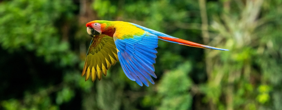 como-pagar-costa-rica-donde-cambiar-euros-colon-costarricense-en-espana-costa-rica.png