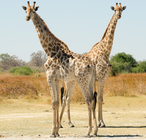 foto-botswana-moremi-delta-safari-jirafas-blog-vagamundos-viajeros