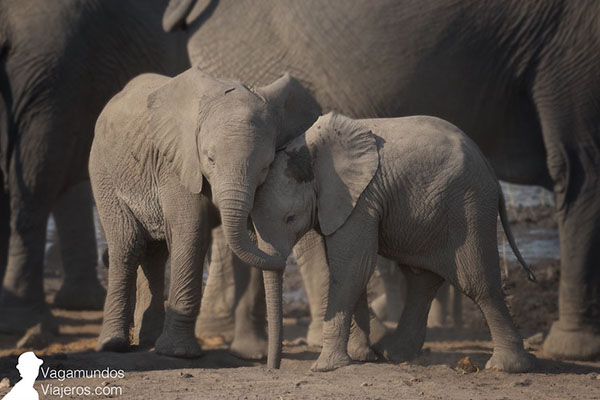 foto-namibia-etosha-elefantes-baby-blog-vagamundos-viajeros