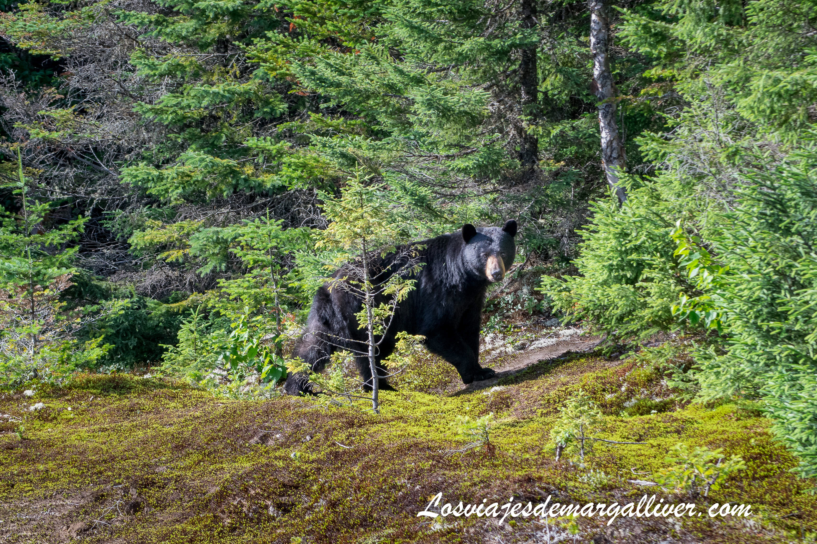 ver-osos-canada-entrevista-blog-viajes-margalliver