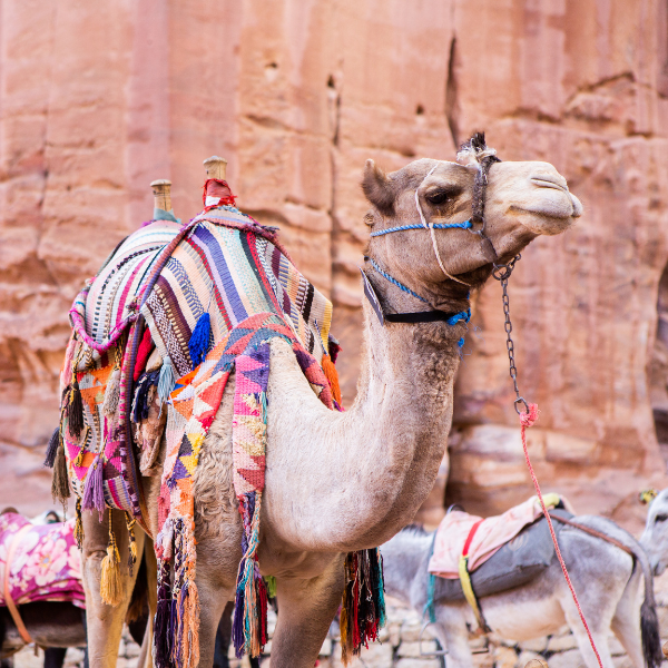 excursion-petra-jordania-camello