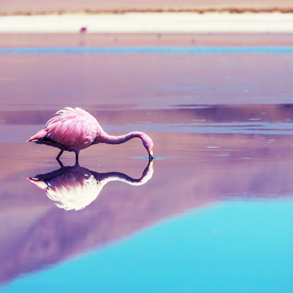 flamencos-lago-rosa-yucatan-mexico-las-coloradas