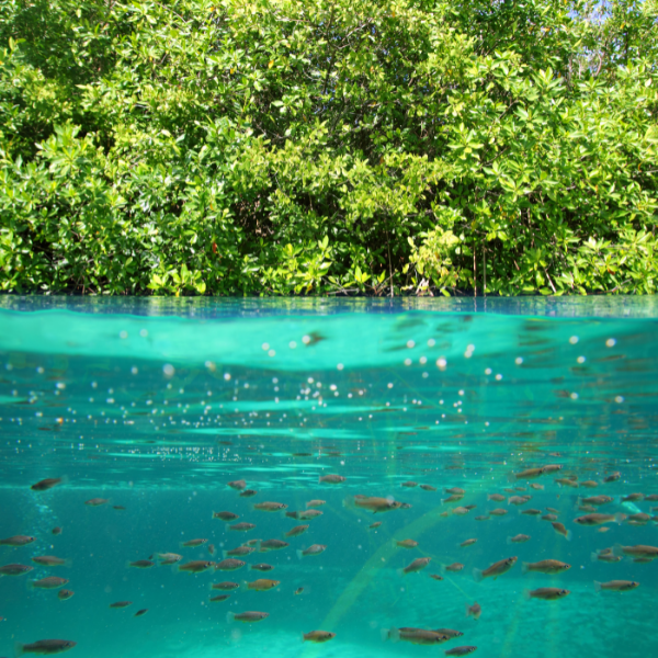 cenote-escondido-mejores-cenotes-secretos-tulum