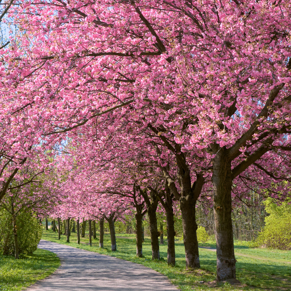 cerezos-flor-bonn-alemania-bosque-mejores-destinos-ver-flores-primavera-europa