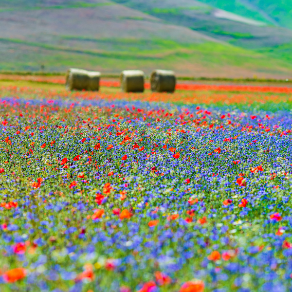 floracion-amapolas-toscana-bosque-mejores-destinos-ver-flores-primavera-europa