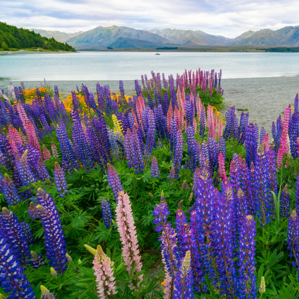 floracion-lupino-altramuces-islandia-mejores-destinos-ver-flores-primavera-europa