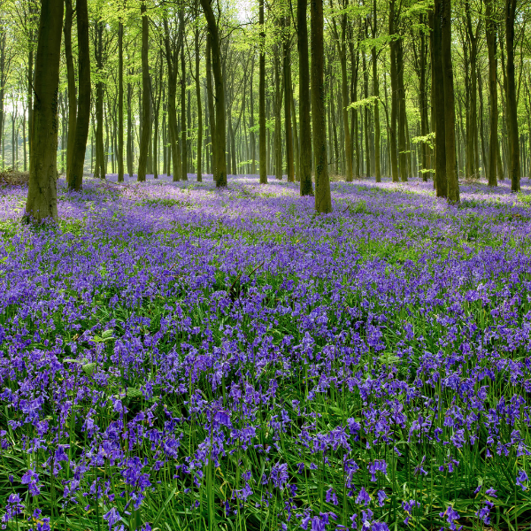 hallerbos-bosque-mejores-destinos-ver-flores-primavera-europa