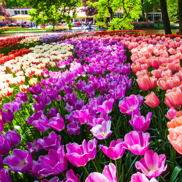 tulipanes-flor-keukenhof-paises-bajos-bosque-mejores-destinos-ver-flores-primavera-europa