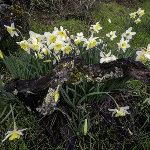 via-botanica-narcisos-luxemburgo-bosque-mejores-destinos-ver-flores-primavera-europa