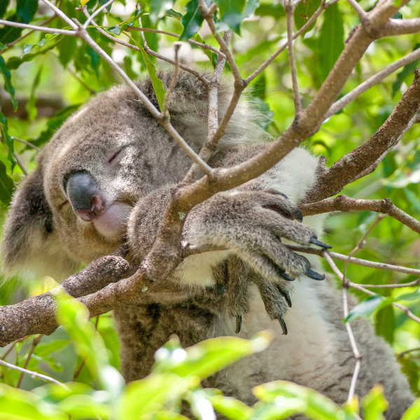 pagar-efectivo-excursiones-australia