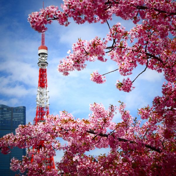 floracion-cerezo-como-ahorrar-japon-presupuesto-real-consejos-practicos