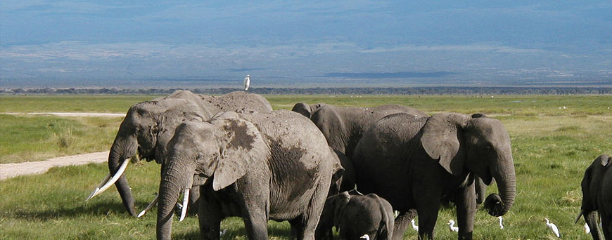 amboseli-kenia-pb.jpg