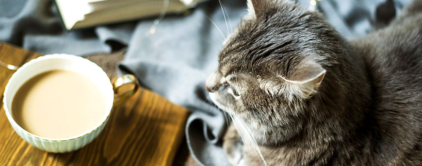 asi-son-los-neko-cafe-o-cafeterias-para-gatos-en-tokio-mas-famosas-pb.jpg