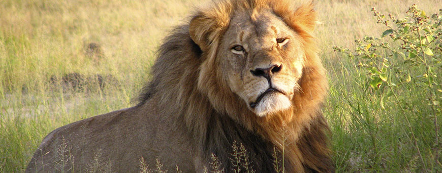 cecil-lion-park-pb.jpg