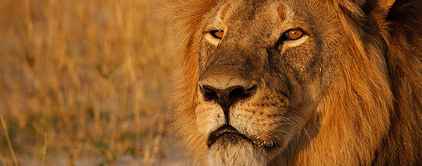 cecil-lion-pb.jpg