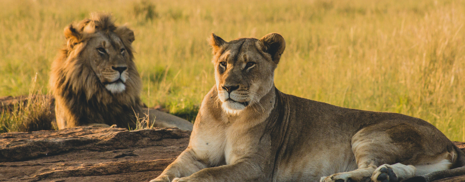 safari-parque-nacional-kenia.png