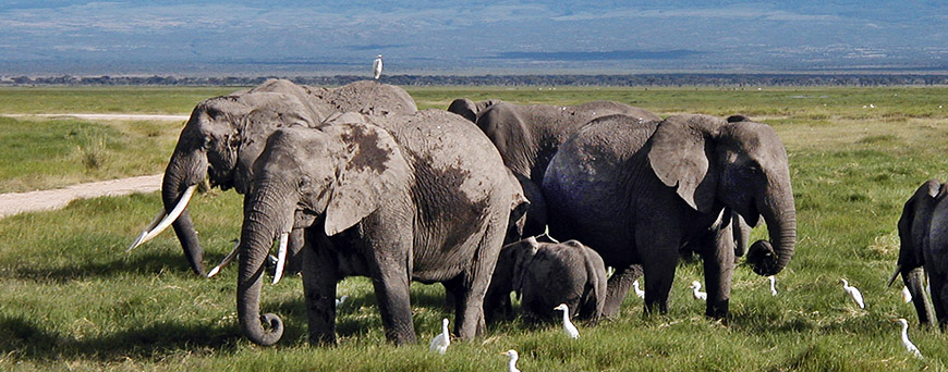 safari-por-kenia-pb.jpg